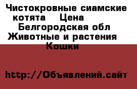 Чистокровные сиамские котята  › Цена ­ 1 500 - Белгородская обл. Животные и растения » Кошки   